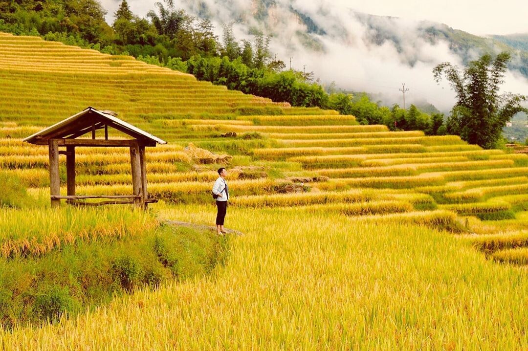 When the Rice Turns Gold — The Breath of Autumn in Y Tý